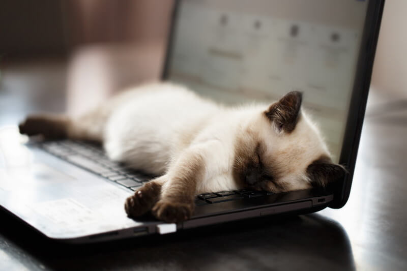 ノートパソコンの上で寝てしまった猫