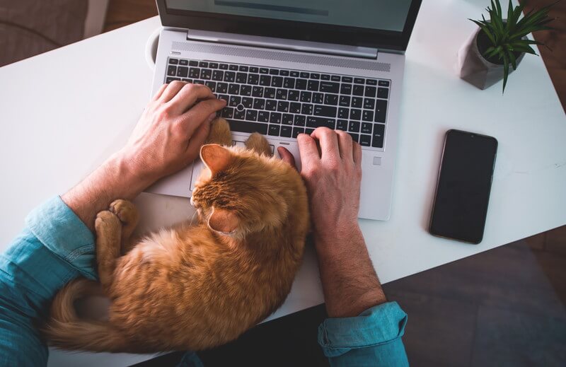 ブログ作業のジャマをする猫